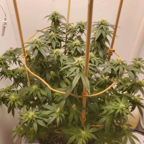 Rose growlog photo: Taken right after water, nutes and defoliation at 11:30 am