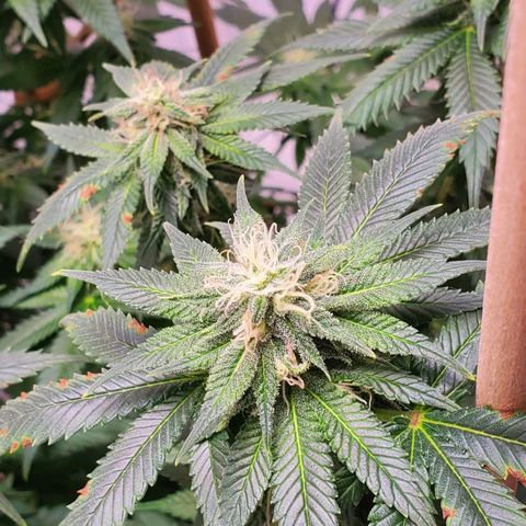 Rose growlog photo: 4:45 PM