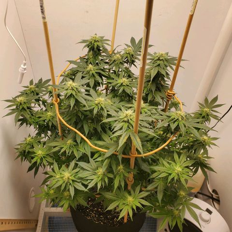 Rose growlog photo: 4:45 PM