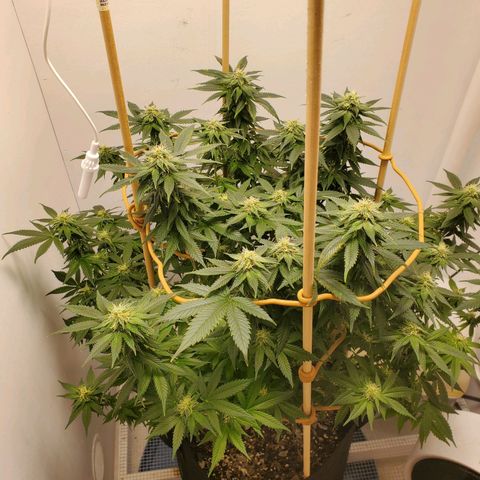 Rose growlog photo: 5:30 PM