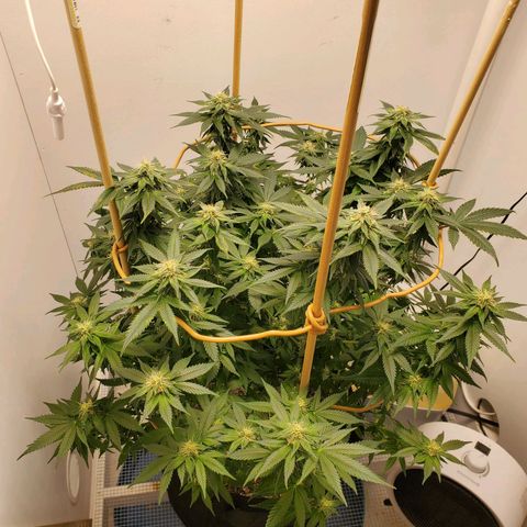 Rose growlog photo: 5:00 PM