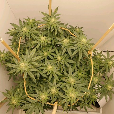 Rose growlog photo: 5:00 PM