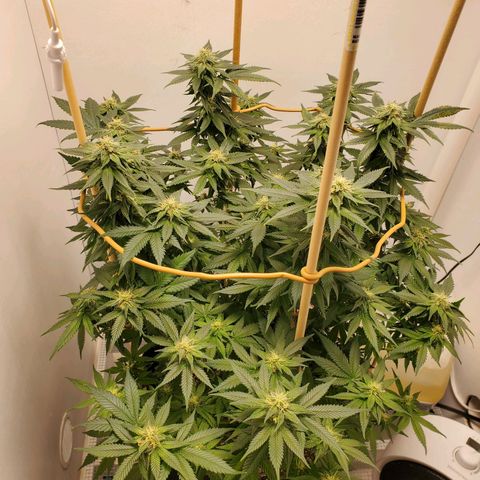 Rose growlog photo: 5:00 PM