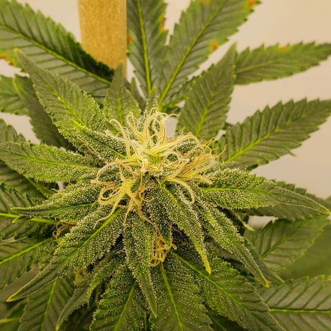 Rose growlog photo: 5:00 PM