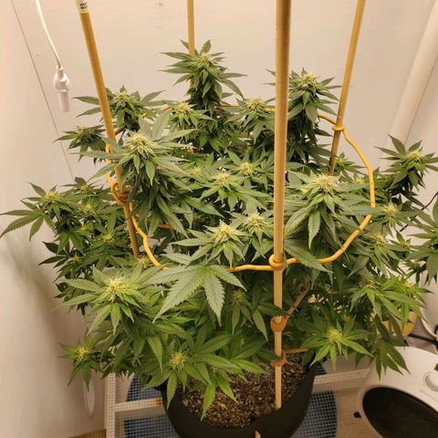 Rose growlog photo: 5:00 PM