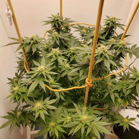 Rose growlog timeline photo