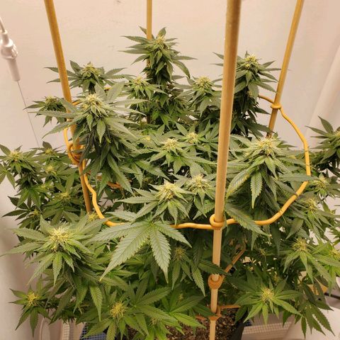 Rose growlog timeline photo