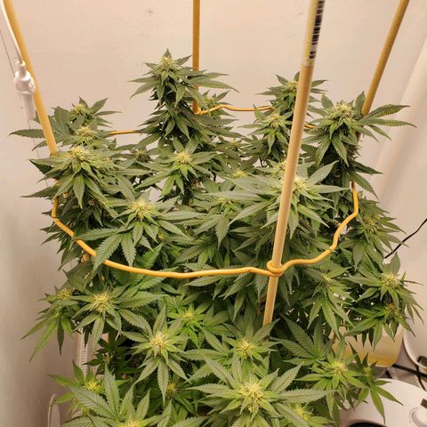 Rose growlog timeline photo