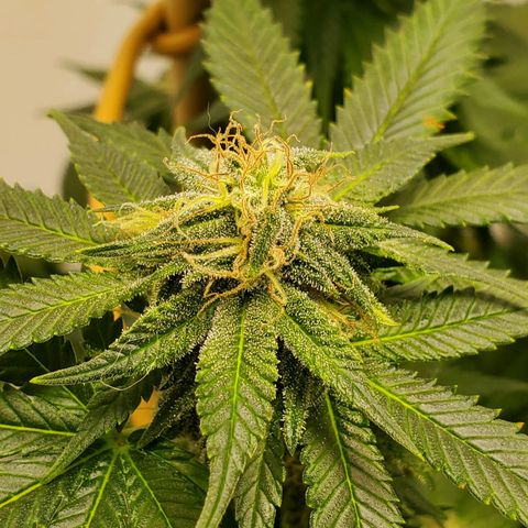 Rose growlog timeline photo
