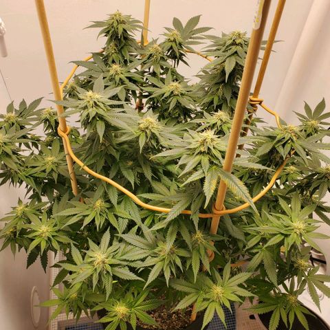 Rose growlog timeline photo