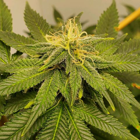 Rose growlog timeline photo