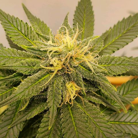Rose growlog timeline photo
