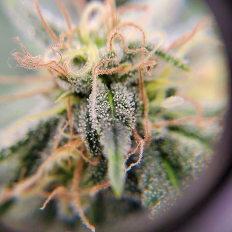Rose growlog timeline photo