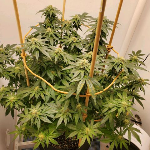 Rose growlog timeline photo