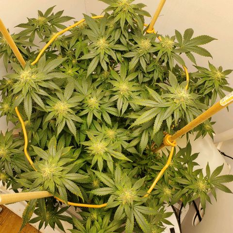 Rose growlog timeline photo