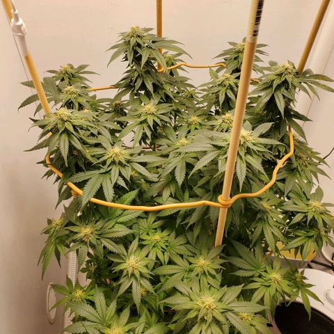 Rose growlog timeline photo