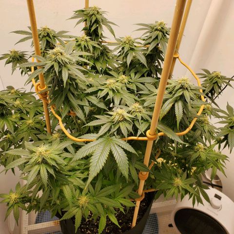 Rose growlog timeline photo