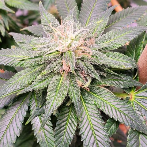 Rose growlog timeline photo