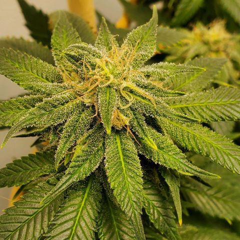 Rose growlog timeline photo