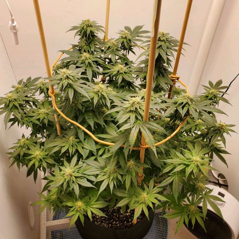Rose growlog timeline photo