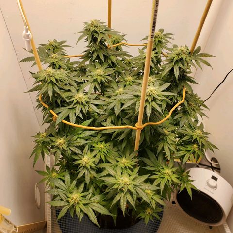 Rose growlog timeline photo