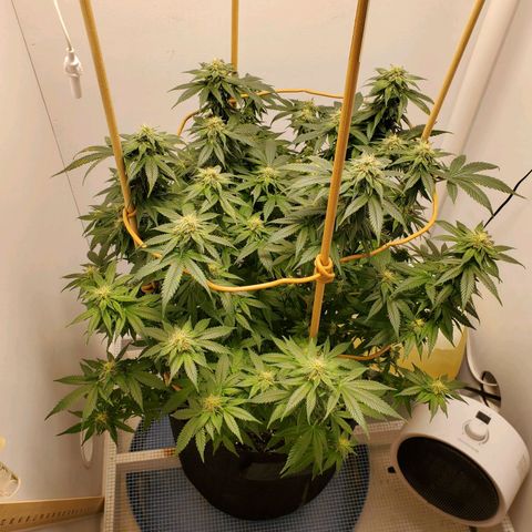 Rose growlog timeline photo