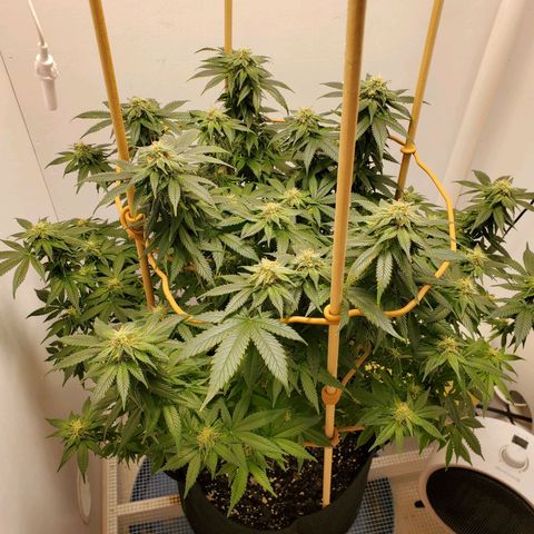 Rose growlog timeline photo