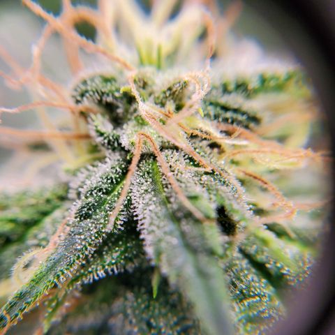 Rose growlog timeline photo