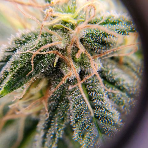 Rose growlog timeline photo