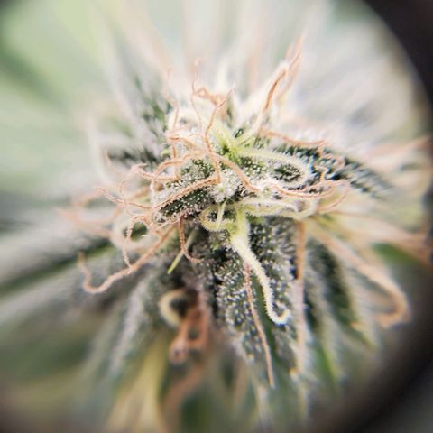 Rose growlog timeline photo