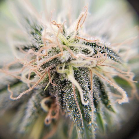 Rose growlog timeline photo