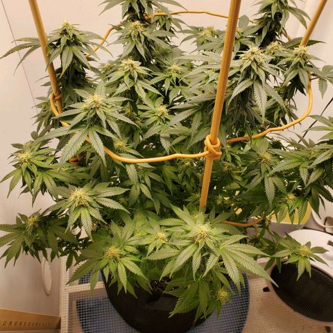Rose growlog timeline photo