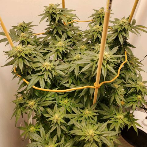 Rose growlog photo: 5:30 PM