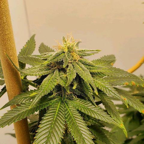 Rose growlog photo: 5:30 PM