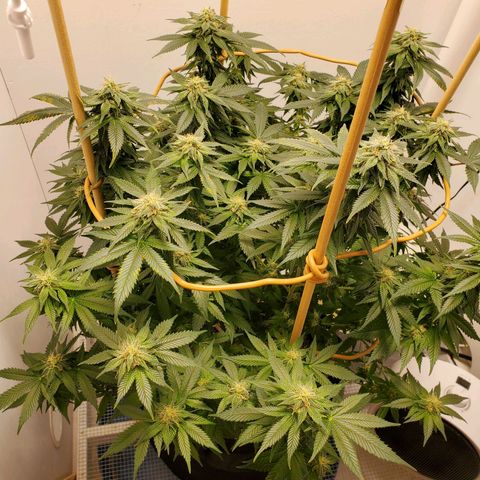 Rose growlog photo: 5:30 PM