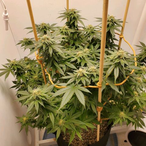 Rose growlog photo: 5:30 PM