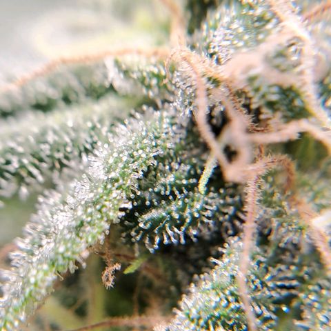 Rose growlog photo: 6:00 PM
