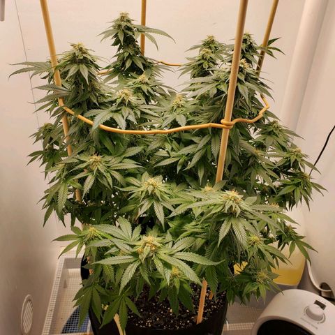 Rose growlog photo: 6:00 PM