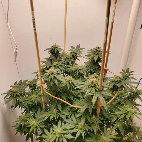 Rose growlog photo: 6:00 PM