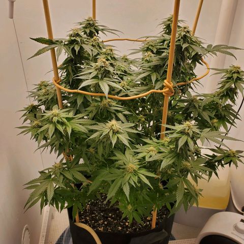 Rose growlog photo: 6:00 PM