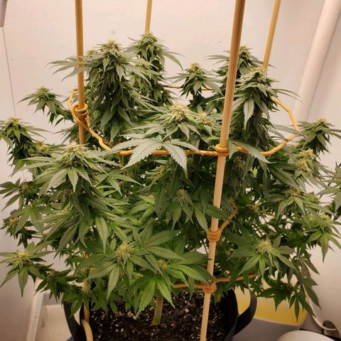 Rose growlog photo: 6:00 PM