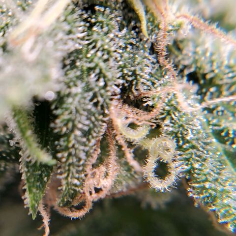 Rose growlog photo: 6:00 PM