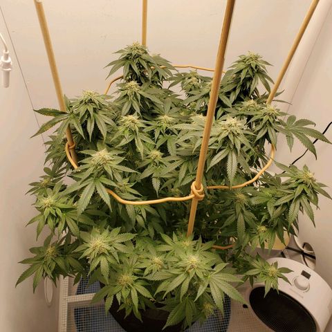 Rose growlog photo: 5:30 PM