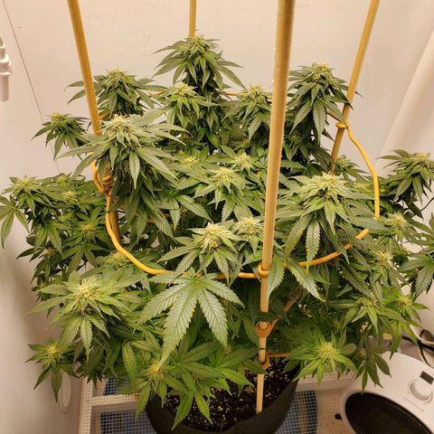 Rose growlog photo: 5:30 PM