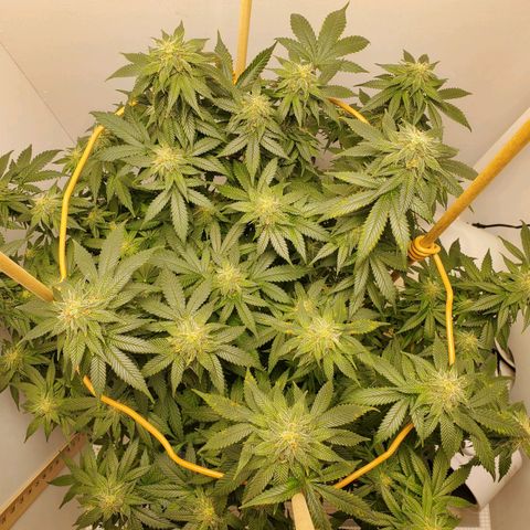 Rose growlog photo: 5:30 PM
