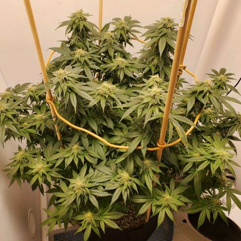 Rose growlog photo: 5:30 PM