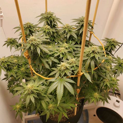 Rose growlog photo: 5:30 PM