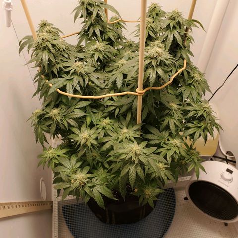 Rose growlog photo: 5:00 PM