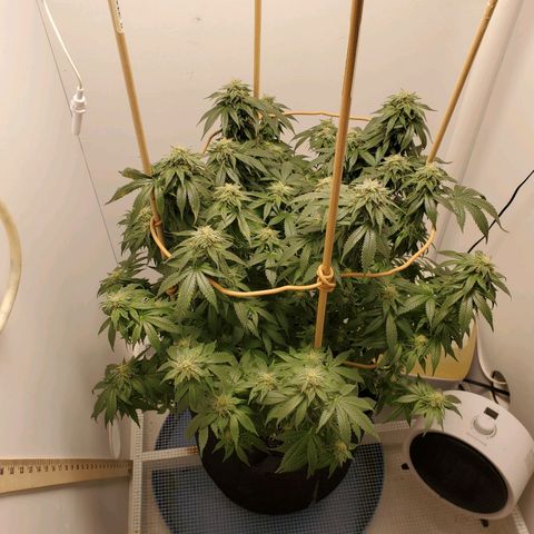 Rose growlog photo: 5:00 PM