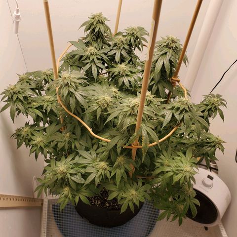 Rose growlog photo: 5:00 PM